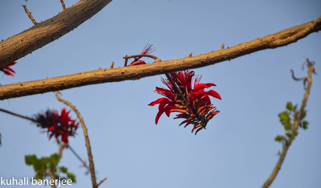 পারিজাত কথা alorpathojatri.com