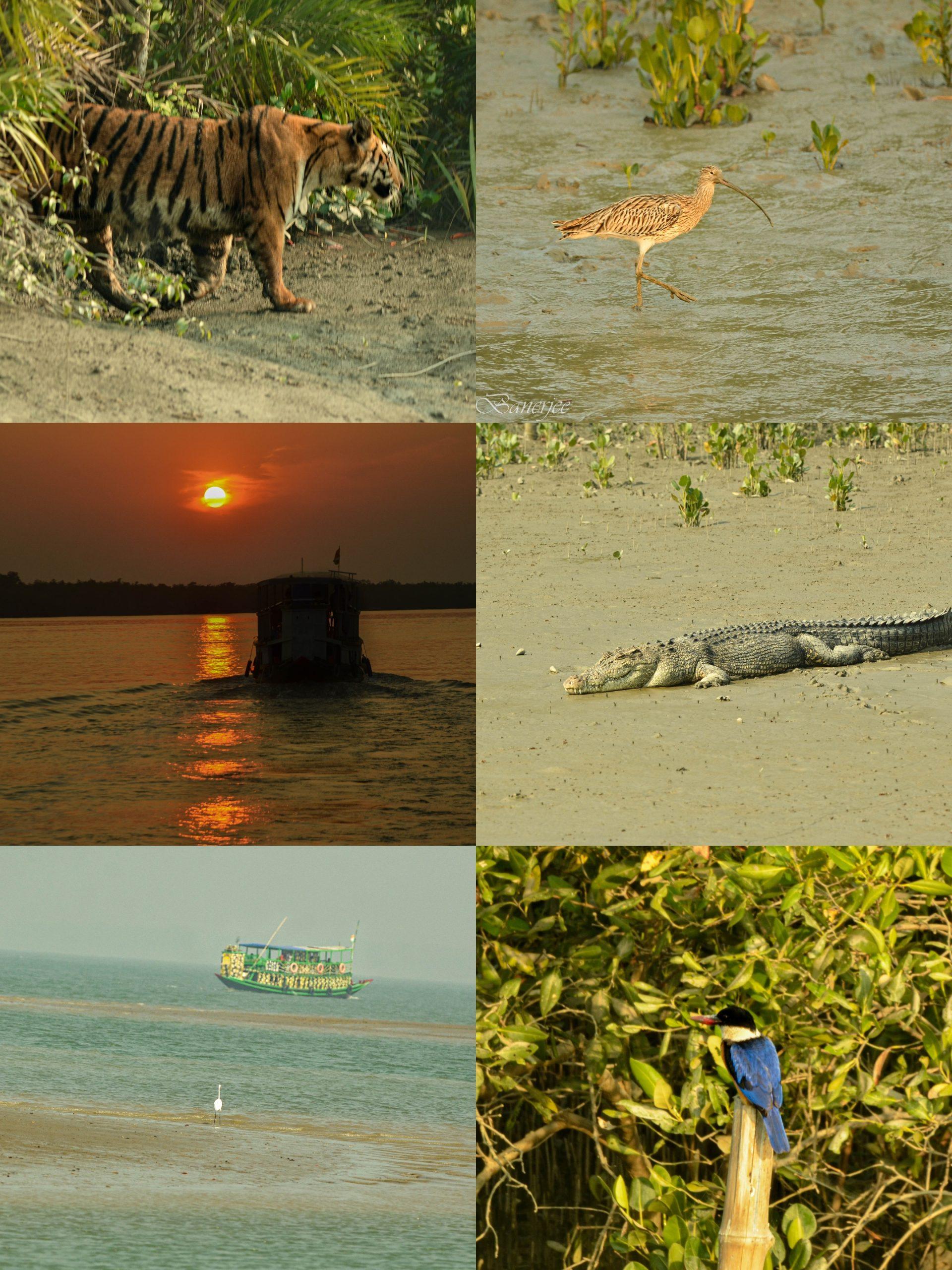 ভ্রমন // প্রকৃতির এক অপার সৌন্দর্য ও বিস্ময়ে মোড়া সুন্দরবন